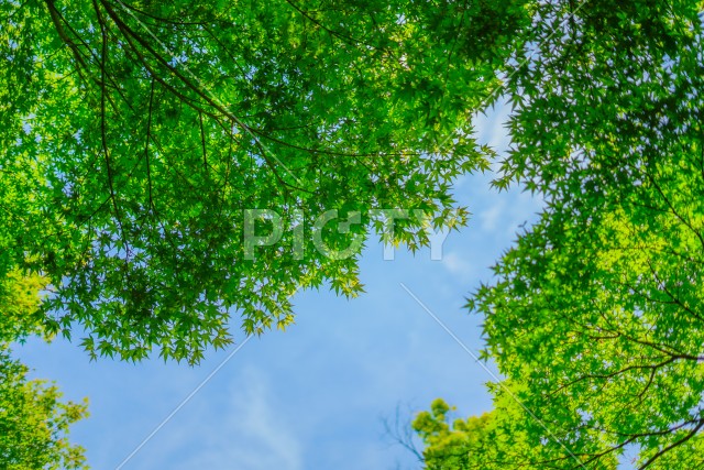 緑のもみじと青い空