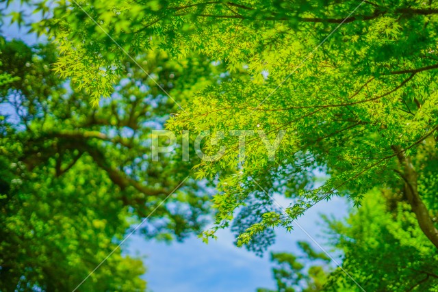 緑のもみじと青い空