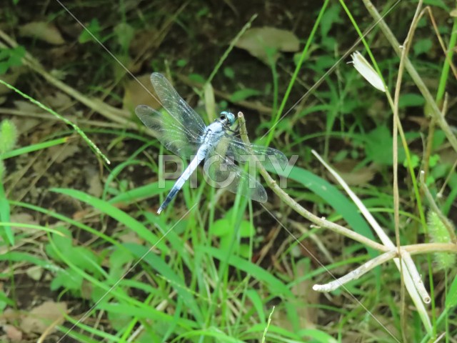 水色のオニヤンマ