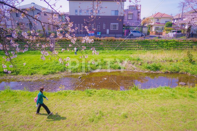 野川の春（東京都調布市）