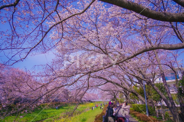 野川の春（東京都調布市）