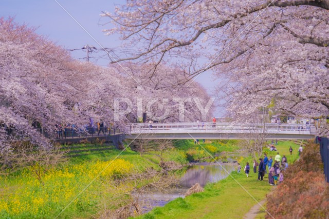 野川の春（東京都調布市）