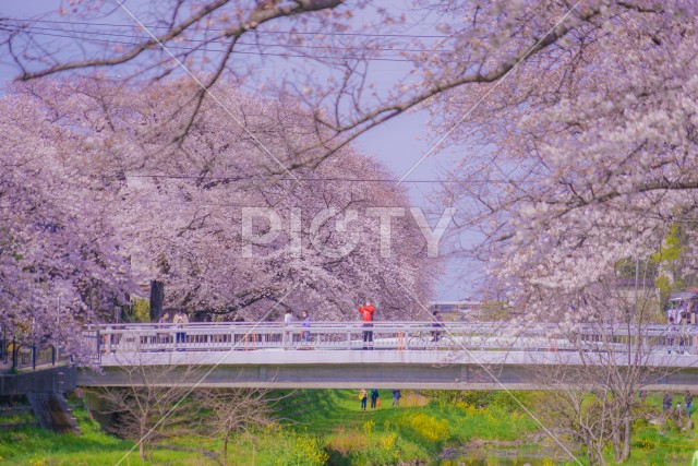 野川の春（東京都調布市）