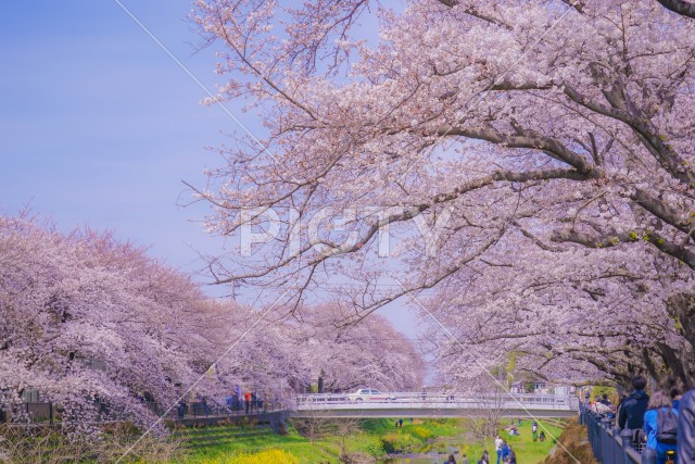 野川の春（東京都調布市）