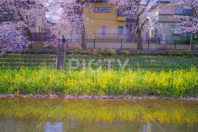 野川の春（東京都調布市）