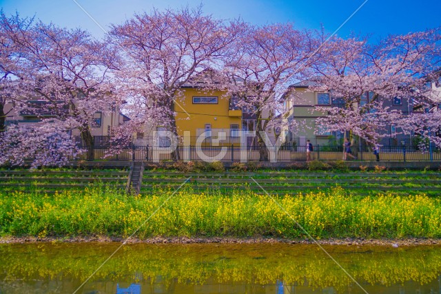 野川の春（東京都調布市）