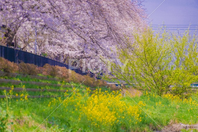 野川の春（東京都調布市）