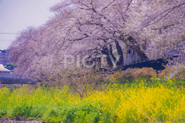 写真のタイトルが入ります