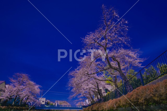 野川の春（東京都調布市）