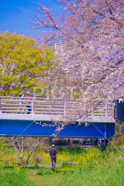 野川の春（東京都調布市）