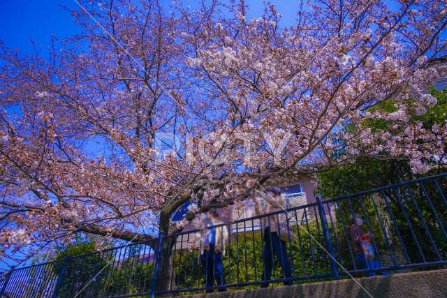 野川の春（東京都調布市）