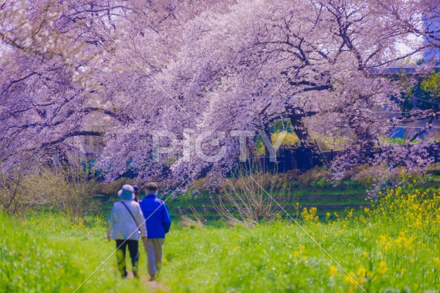 野川の春（東京都調布市）