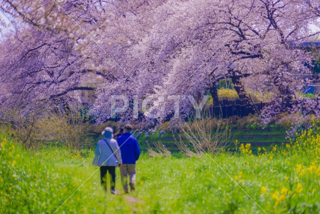 野川の春（東京都調布市）