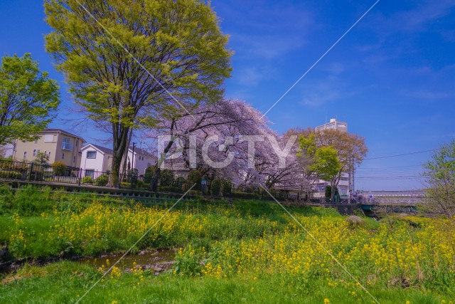 写真のタイトルが入ります