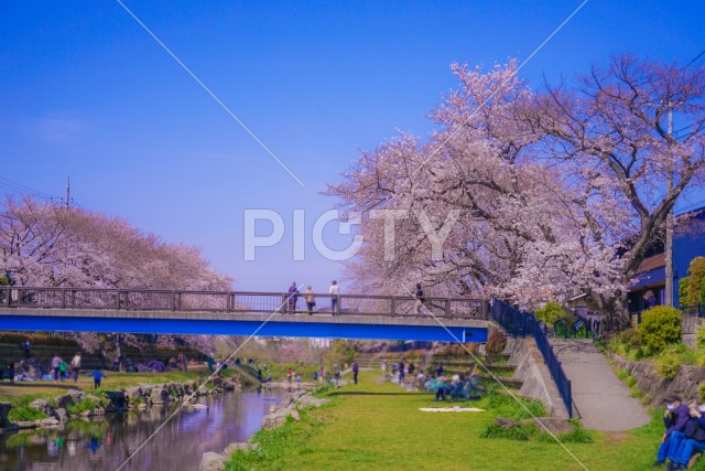 野川の春（東京都調布市）