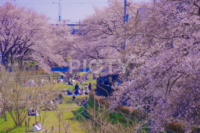 野川の春（東京都調布市）