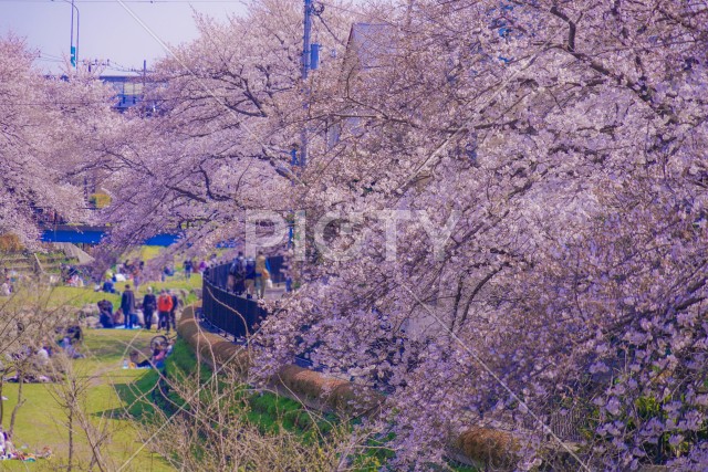 野川の春（東京都調布市）