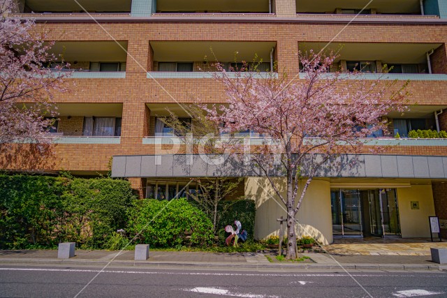 東京都大田区の桜