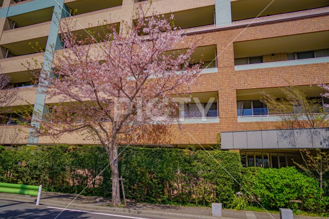 東京都大田区の桜