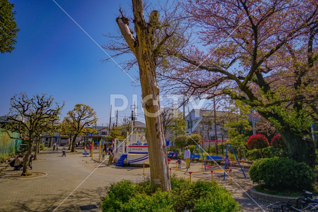 東京都大田区の桜