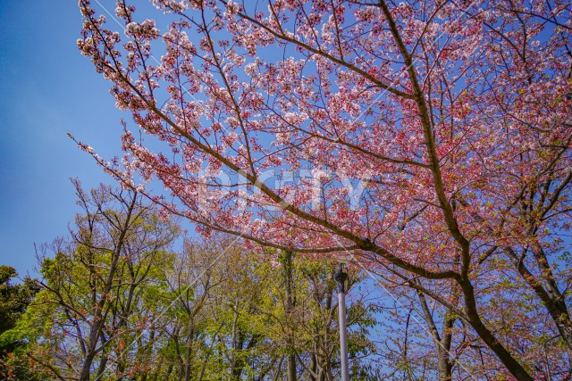 東京都大田区の桜