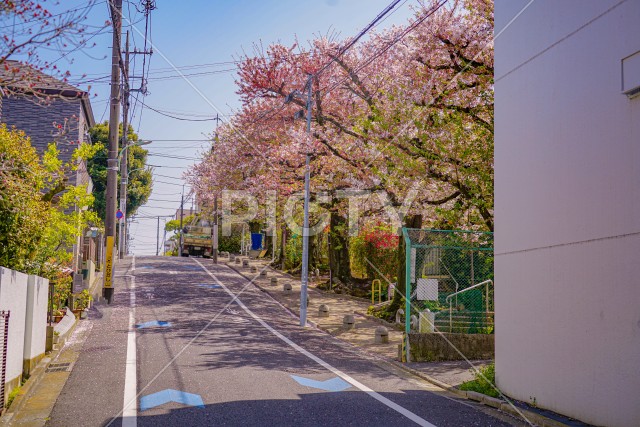 東京都大田区の桜