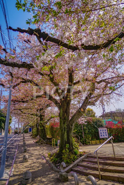 東京都大田区の桜