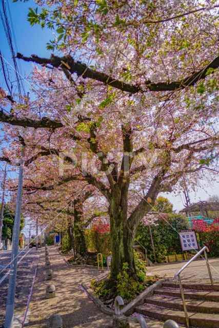 東京都大田区の桜