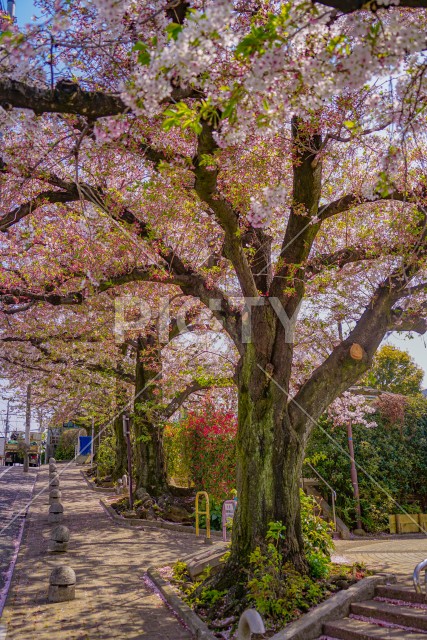 東京都大田区の桜