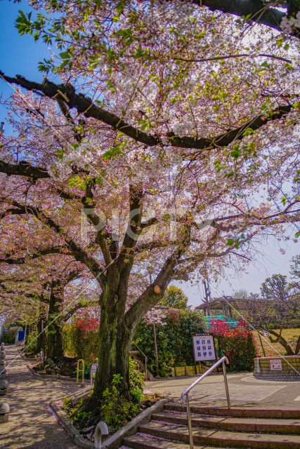 東京都大田区の桜