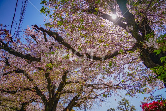 東京都大田区の桜