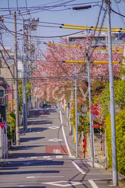 東京都大田区の桜