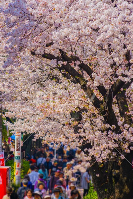 目黒川沿いの桜