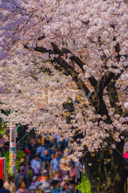 目黒川沿いの桜