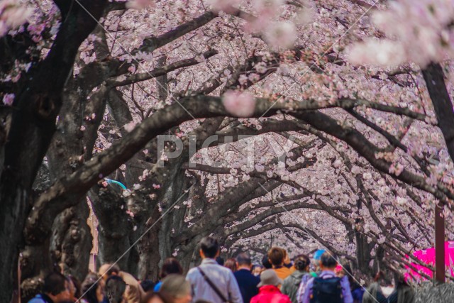 目黒川沿いの桜