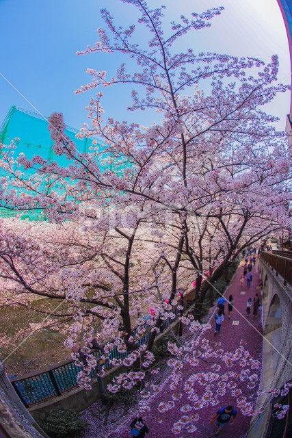 目黒川沿いの桜