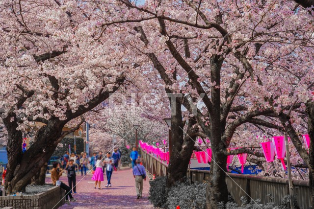 目黒川沿いの桜