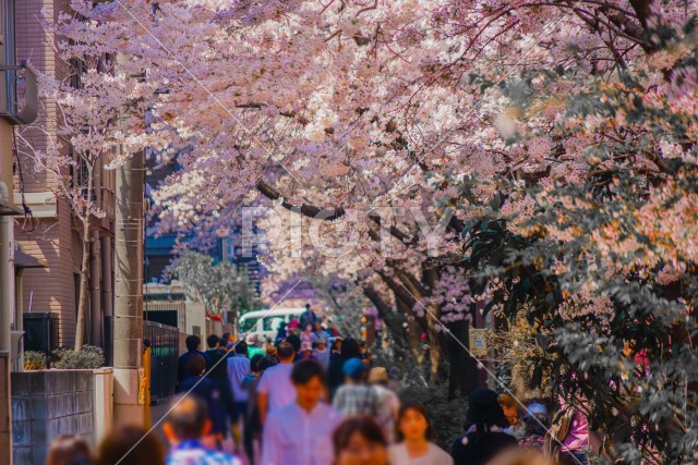 目黒川沿いの桜