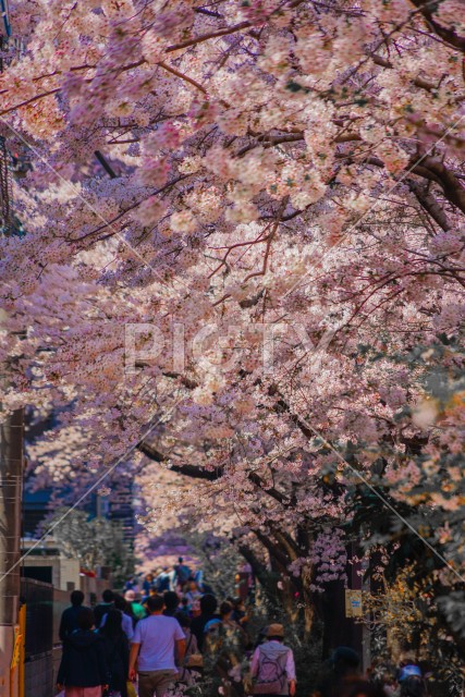 目黒川沿いの桜