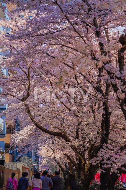 目黒川沿いの桜