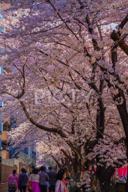 目黒川沿いの桜