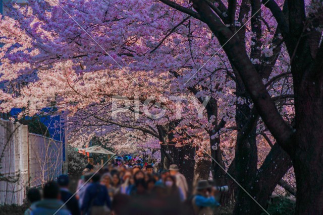 目黒川沿いの桜