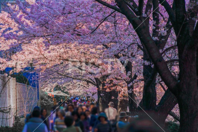 目黒川沿いの桜