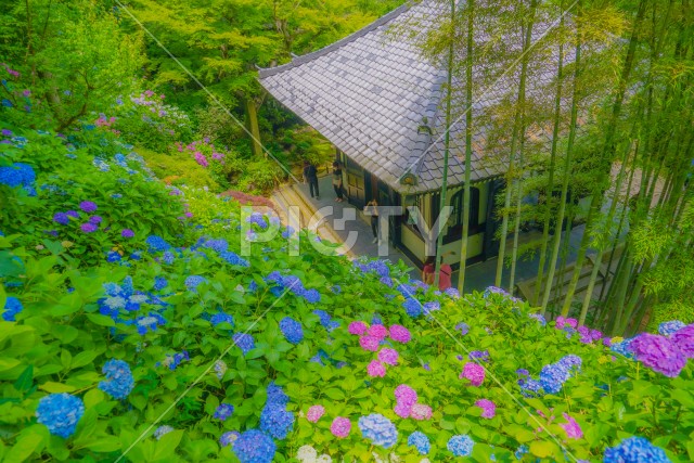 あじさいと日本家屋