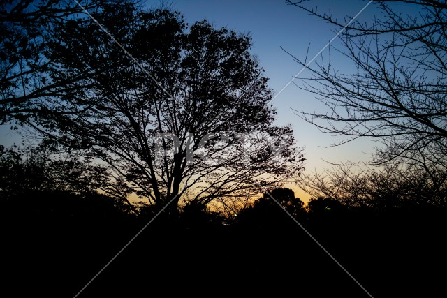 舎人公園の夕景