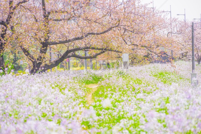 多摩川河川敷の桜並木