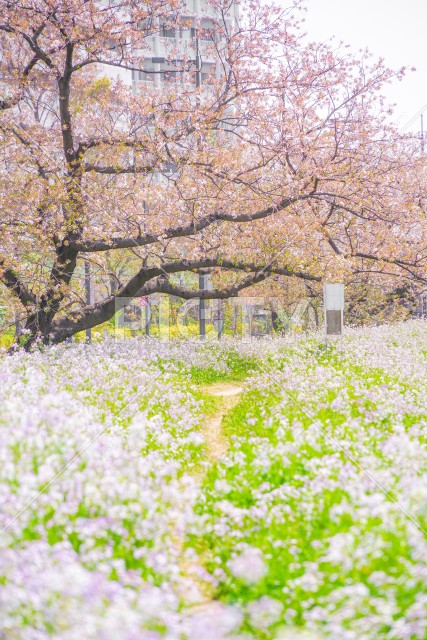 多摩川河川敷の桜並木