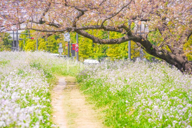 多摩川河川敷の桜並木