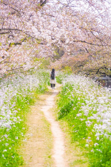 多摩川河川敷の桜並木