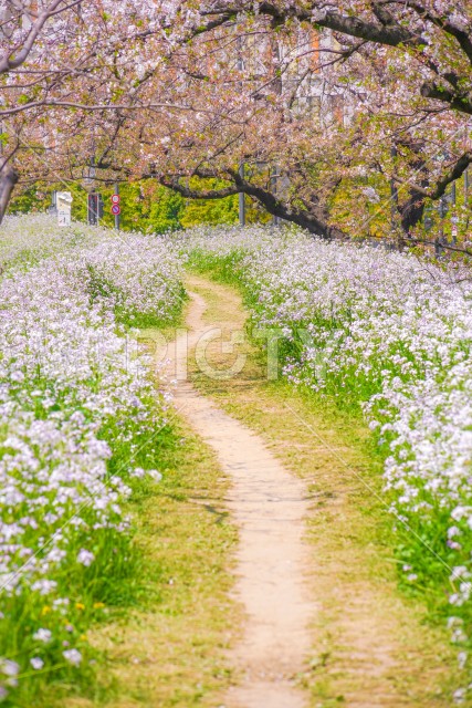 多摩川河川敷の桜並木